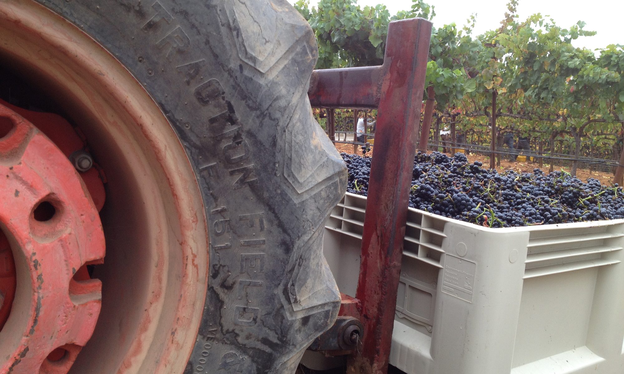 Visit Sonoma County Vine Hill House At O Connell Vineyards Wine O Connell Vineyards Pinot Noir Harvest