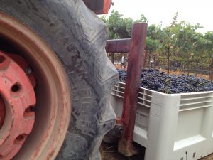 O'Connell Vineyards Pinot Noir harvest
