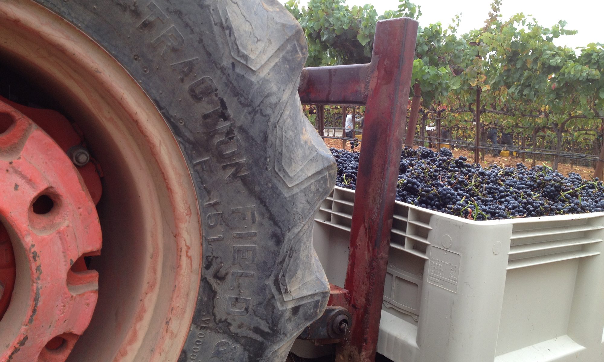 O'Connell Vineyards Pinot Noir harvest